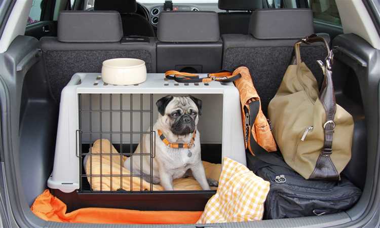 Выбор автомобиля для путешествий с домашними животными: удобство и безопасность
